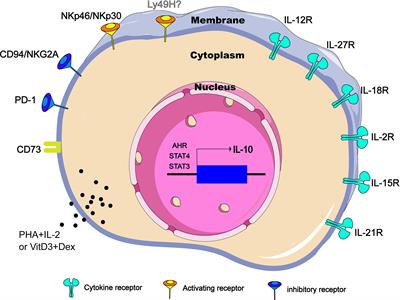 IL-10-Producing ILCs: Molecular Mechanisms and Disease Relevance